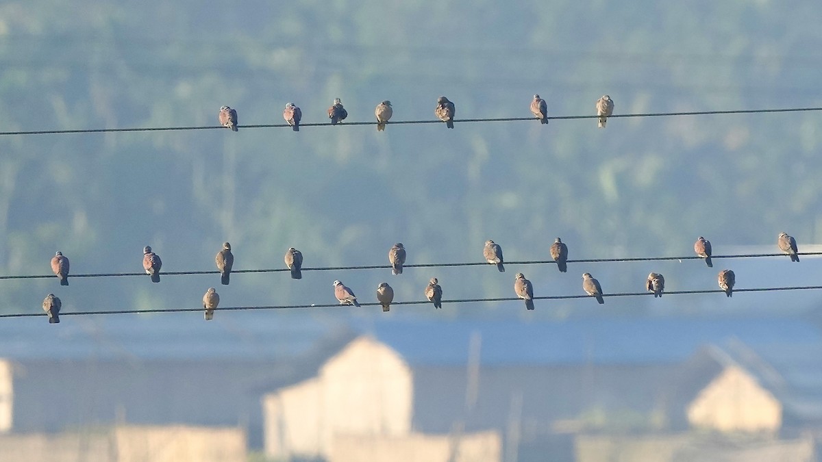 Red Collared-Dove - ML510593481