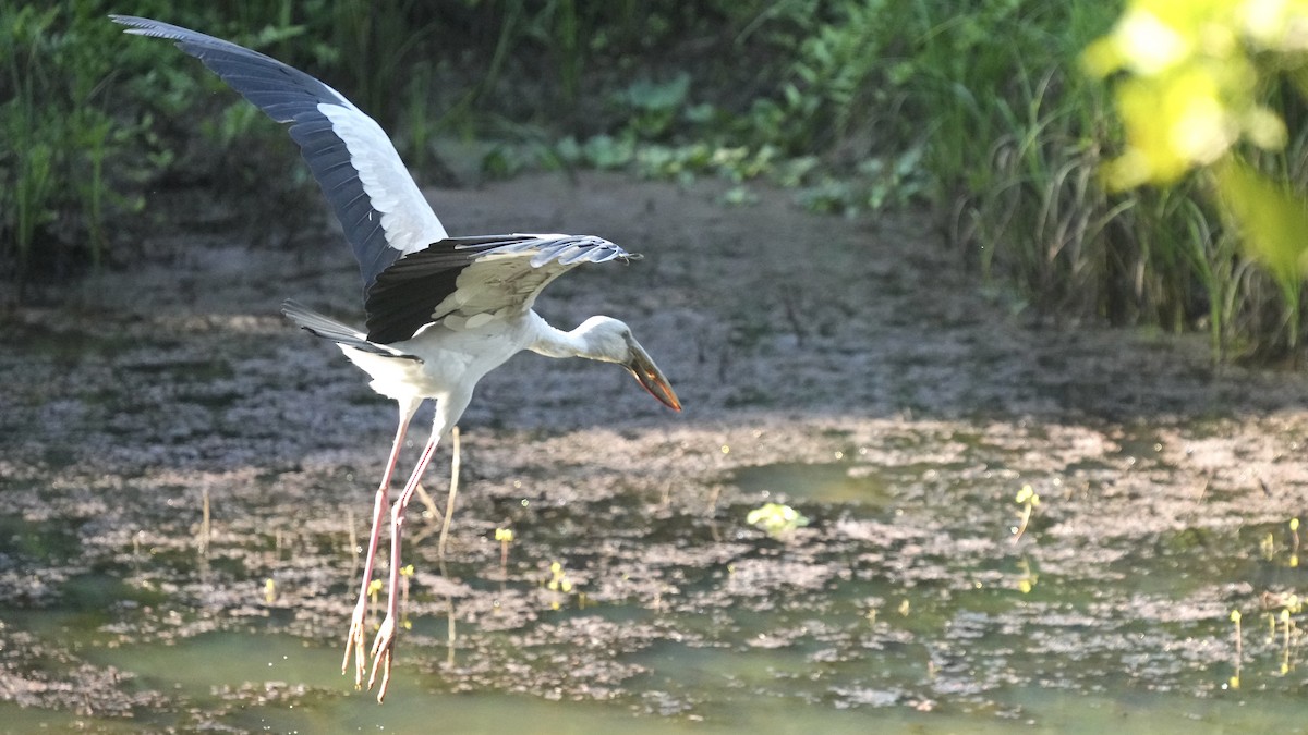 Asian Openbill - ML510594271