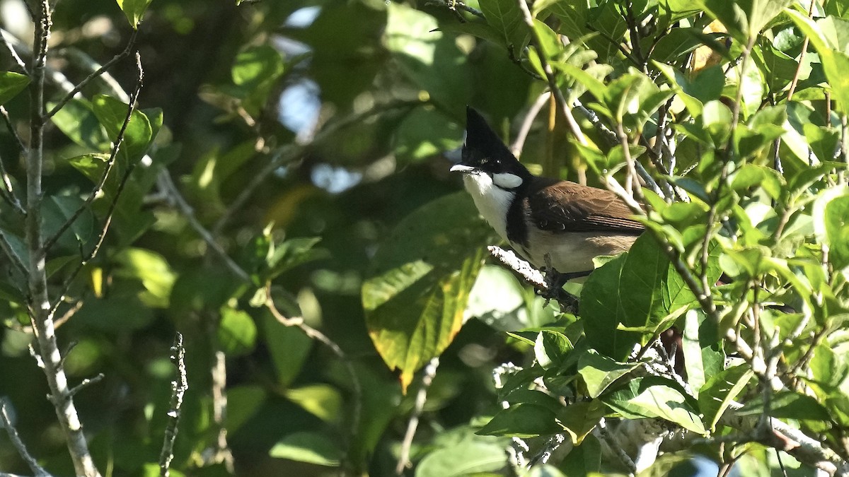 Red-whiskered Bulbul - Sunil Thirkannad