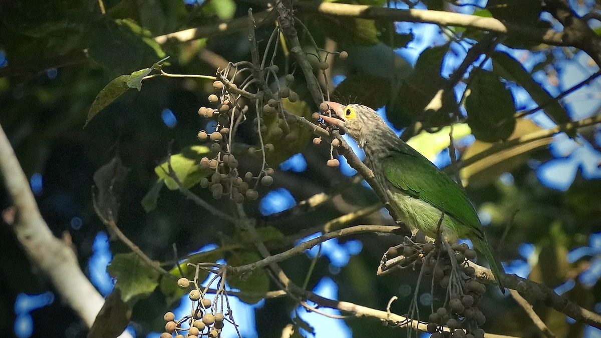 Lineated Barbet - Sunil Thirkannad