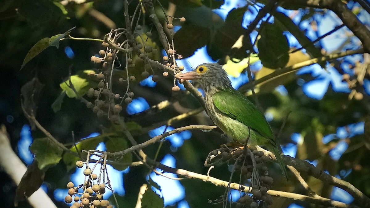 Streifenbartvogel - ML510594511