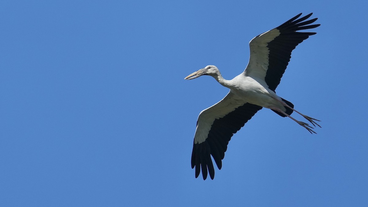 Asian Openbill - ML510594841