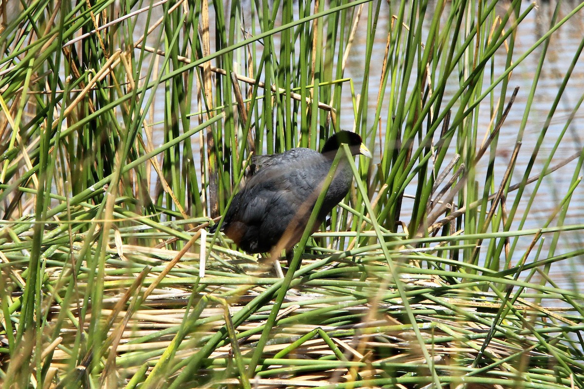 Foulque ardoisée - ML510595001