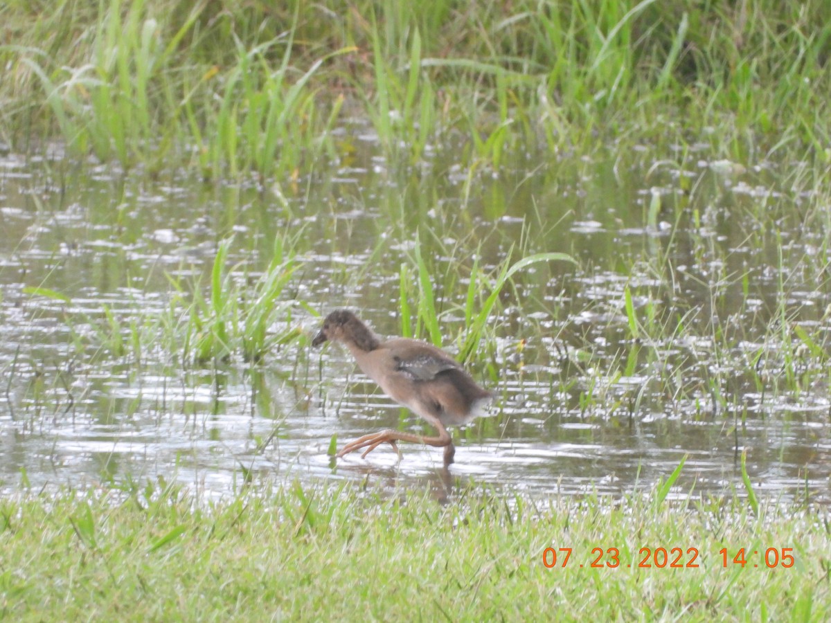 Purple Gallinule - ML510595311