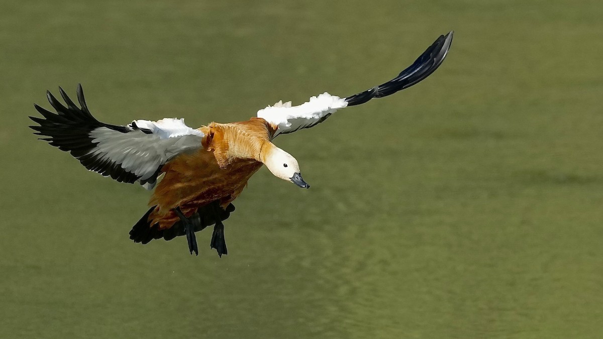 Ruddy Shelduck - Sunil Thirkannad