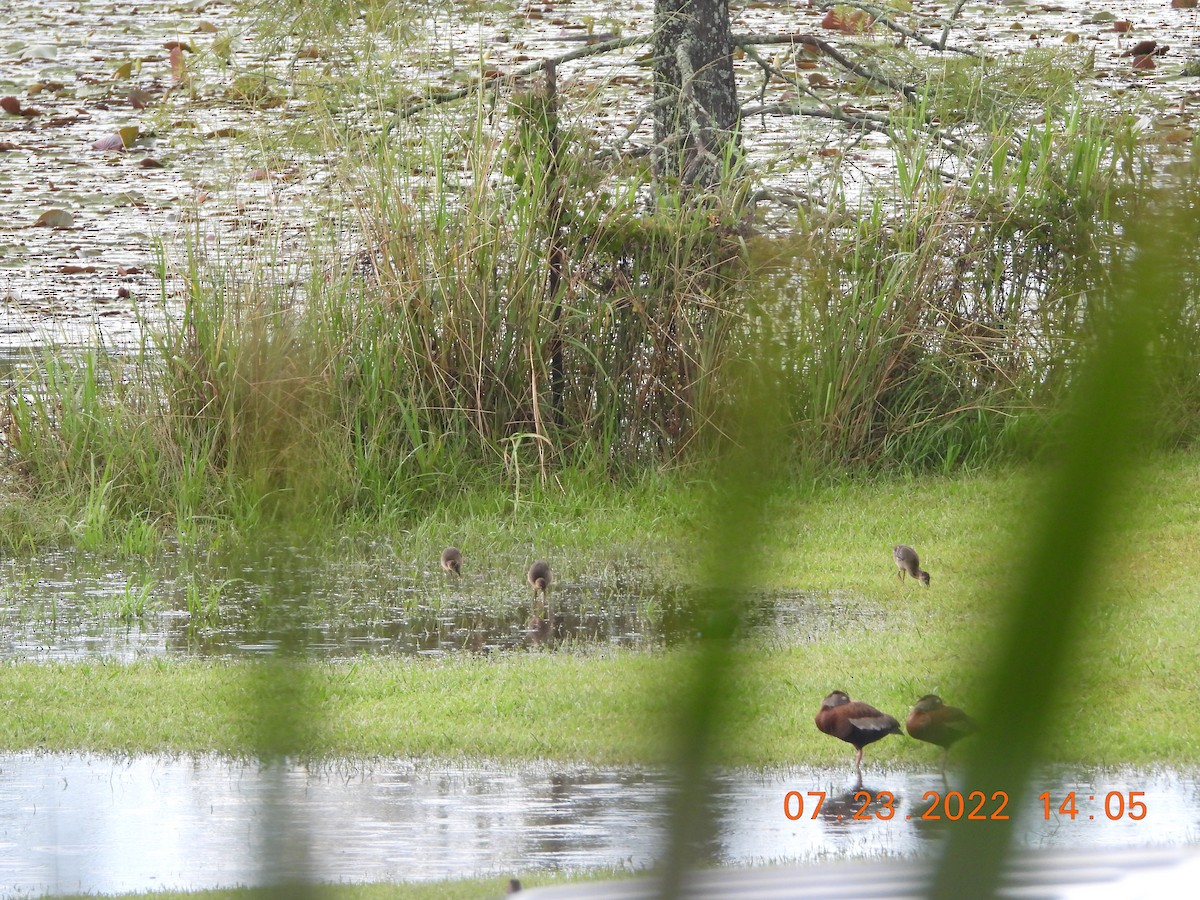 Purple Gallinule - ML510595661