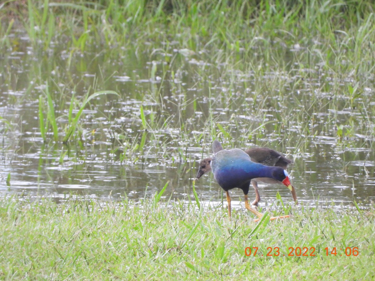 Purple Gallinule - ML510595901