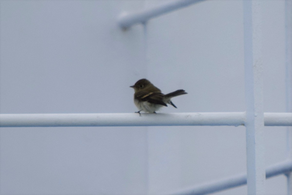 Western Flycatcher (Pacific-slope) - ML510596431