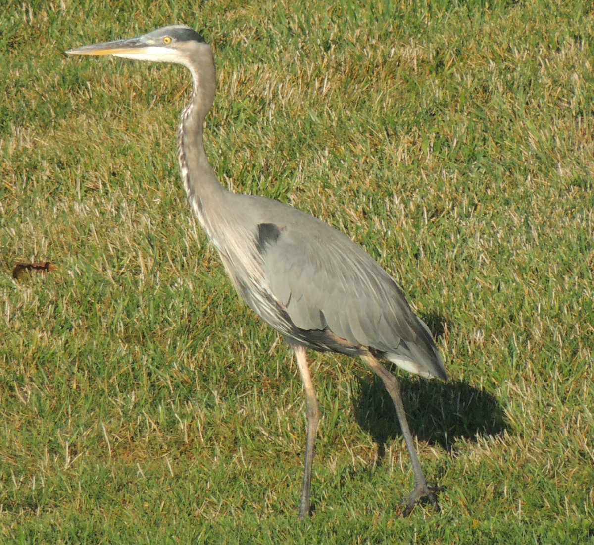 Great Blue Heron - ML510597031