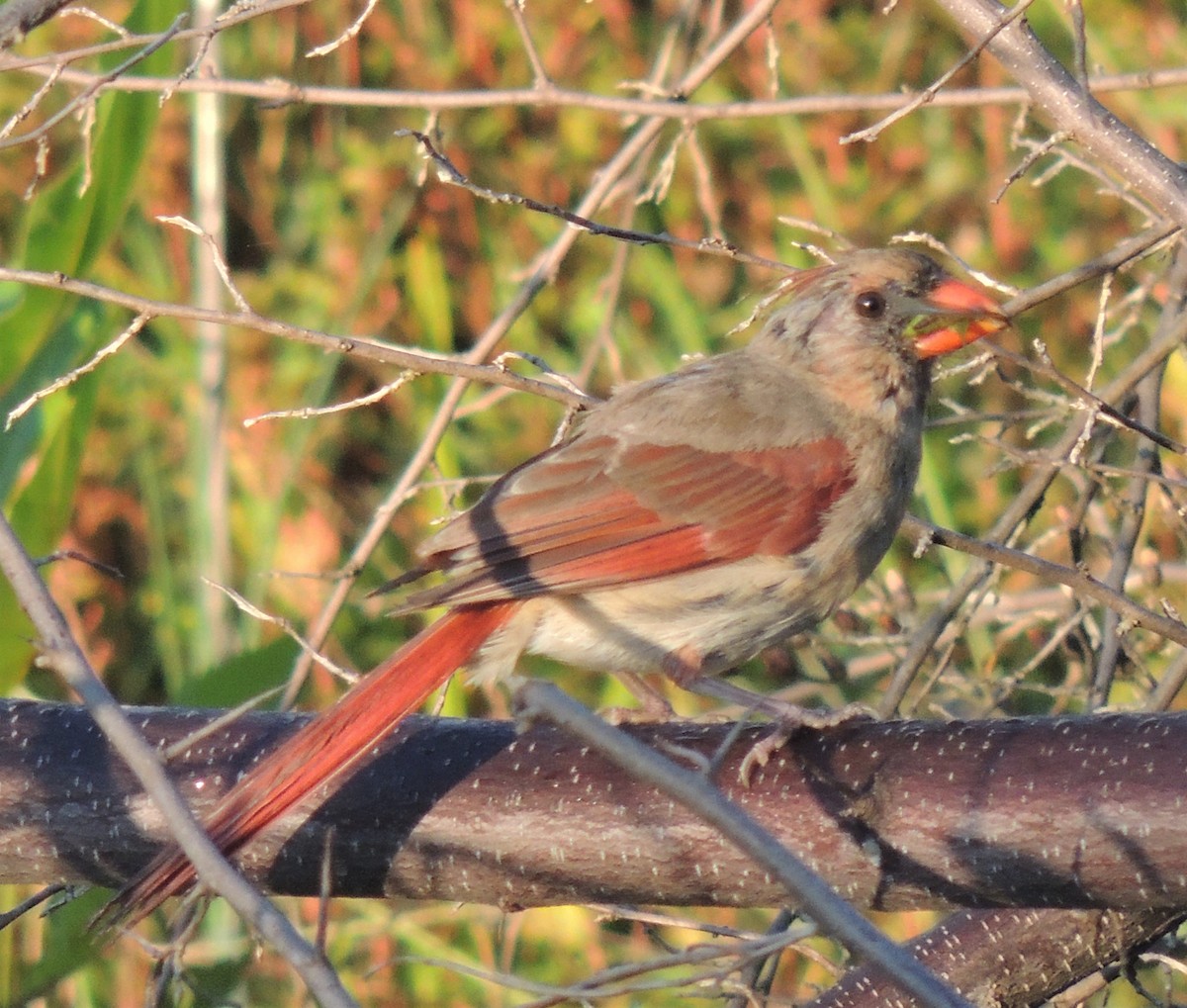 Cardinal rouge - ML510597091