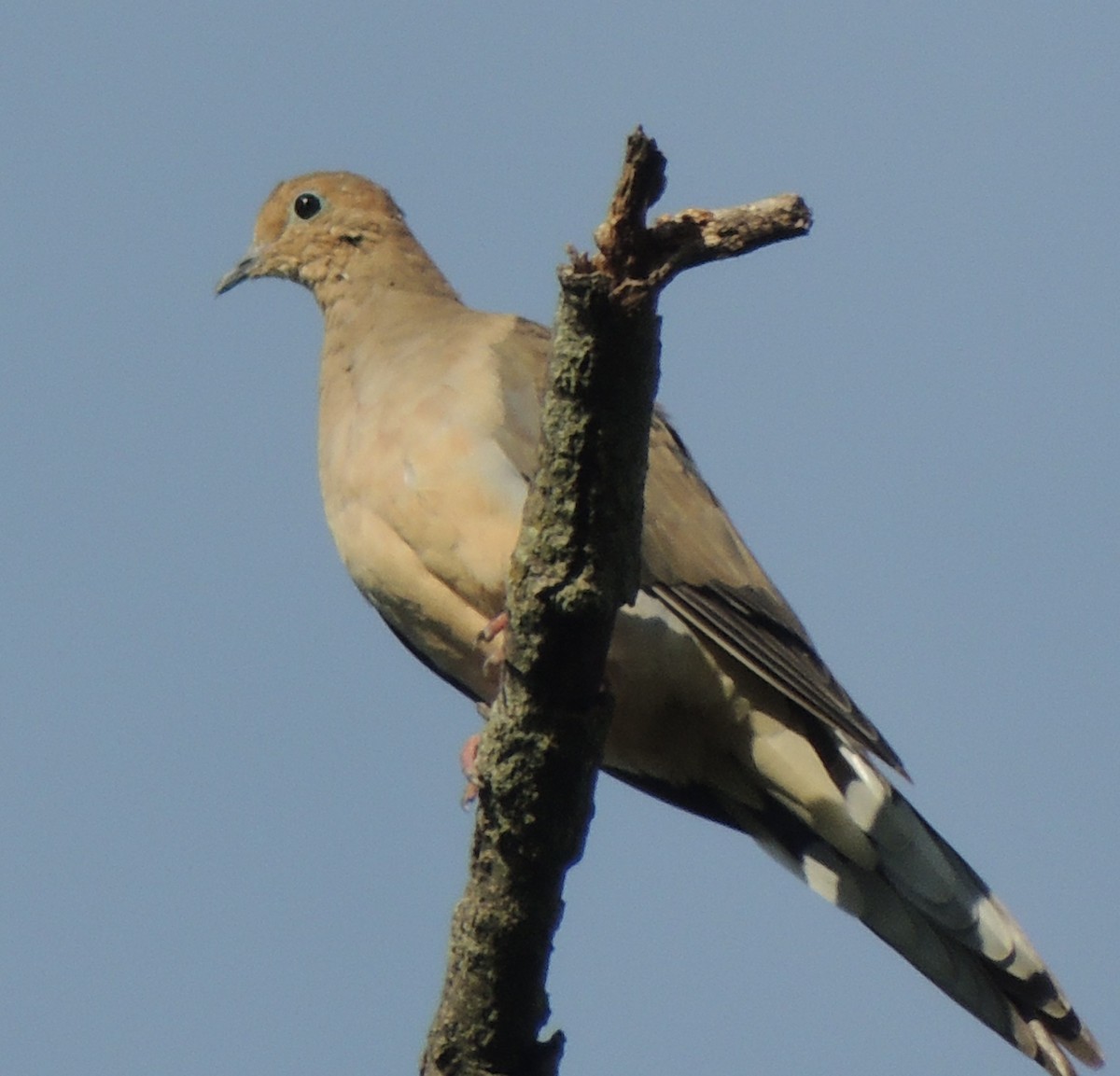 Mourning Dove - ML510597171