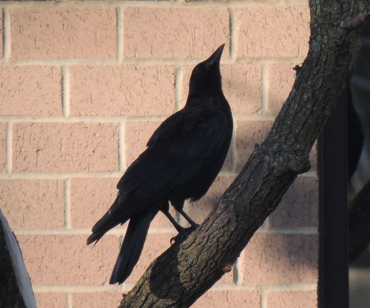 American Crow - ML510597191