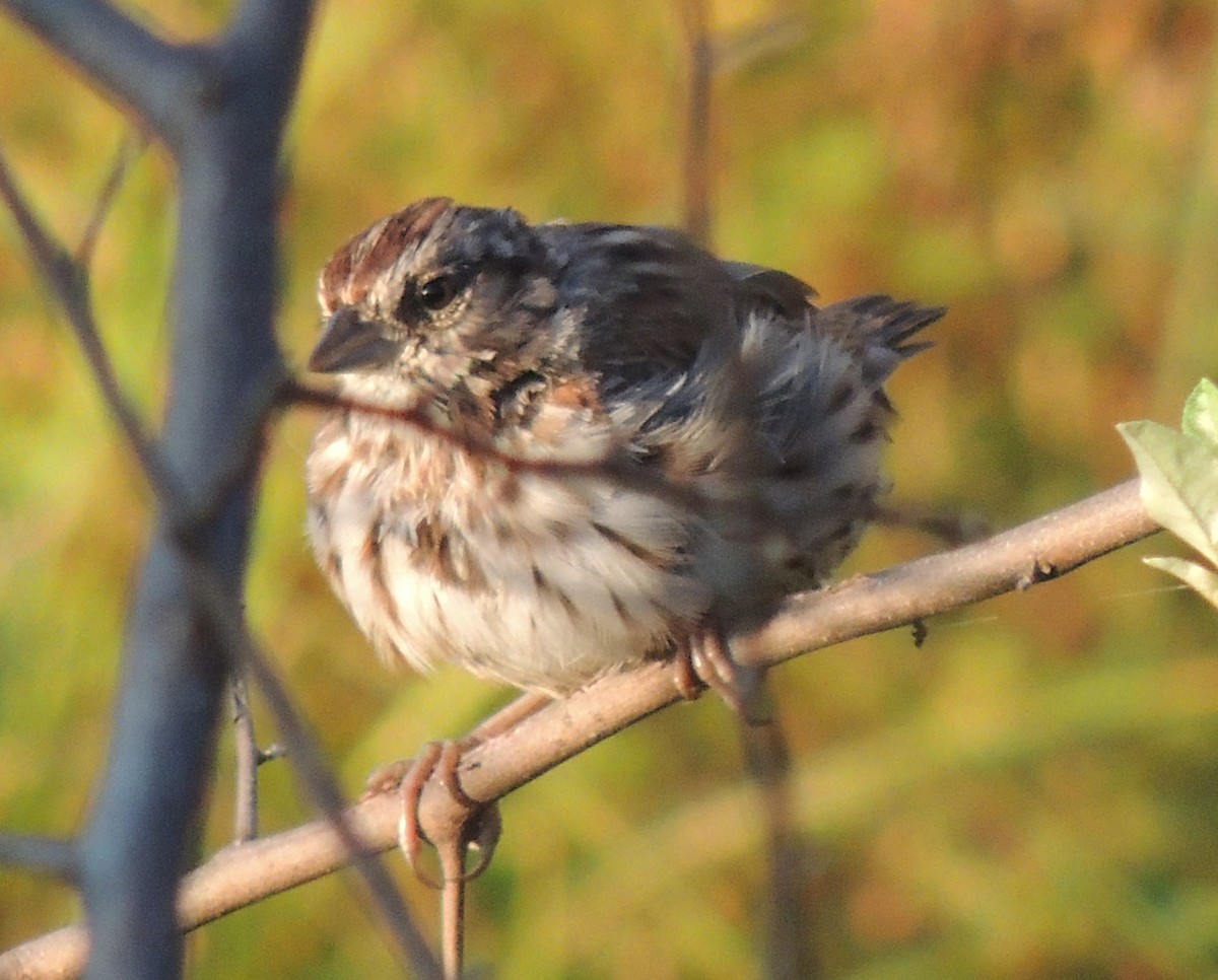 Song Sparrow - ML510597291