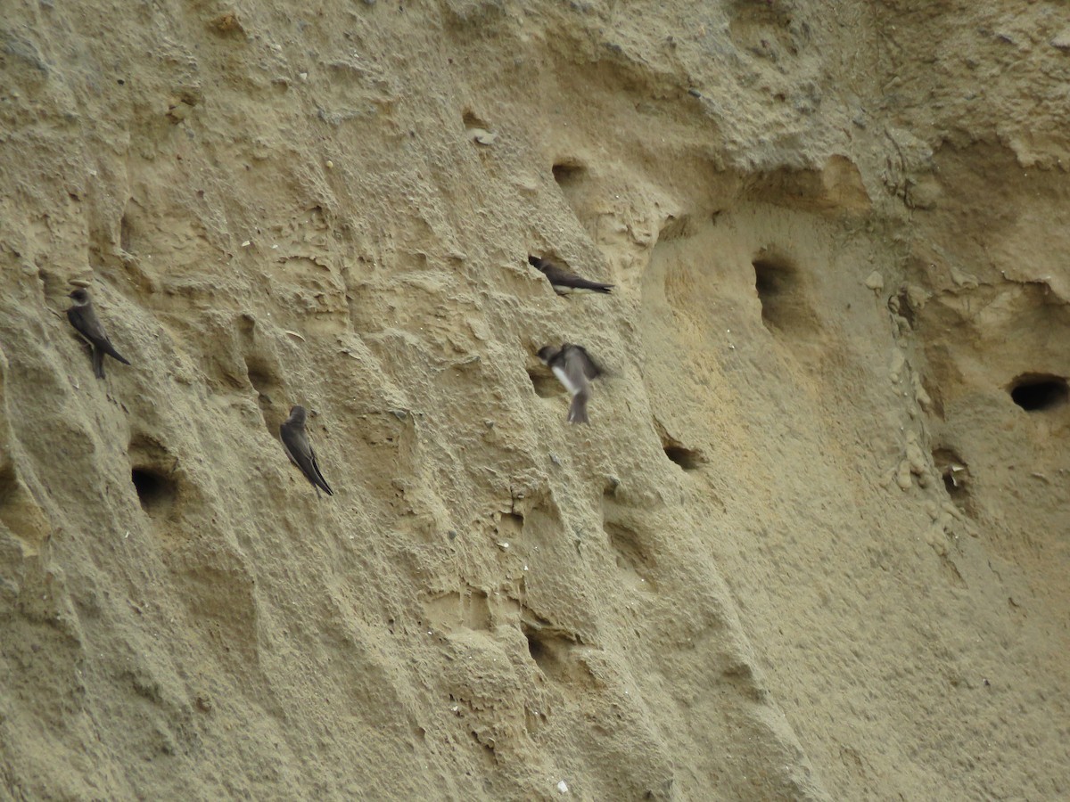 Bank Swallow - Port of Baltimore