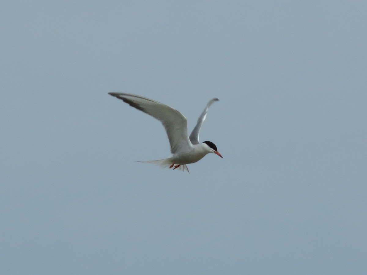 Common Tern - ML510599161