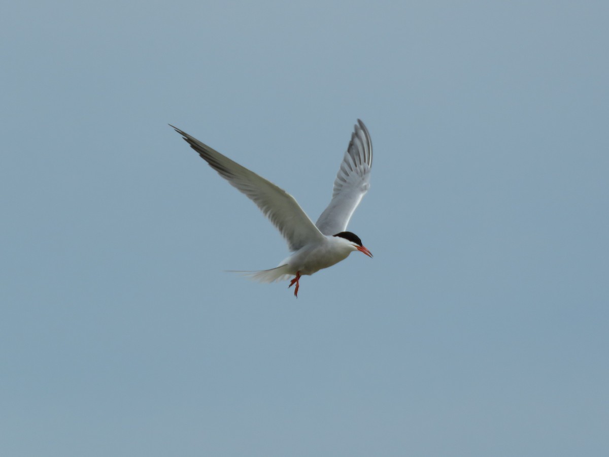 Common Tern - ML510599171