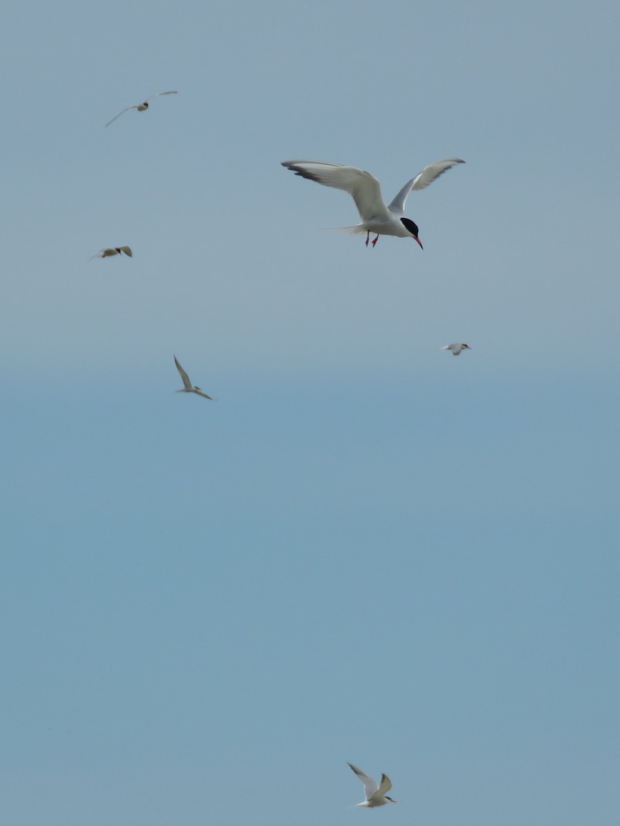 Common Tern - ML510599251