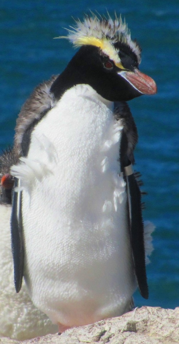 Erect-crested Penguin - ML51059941
