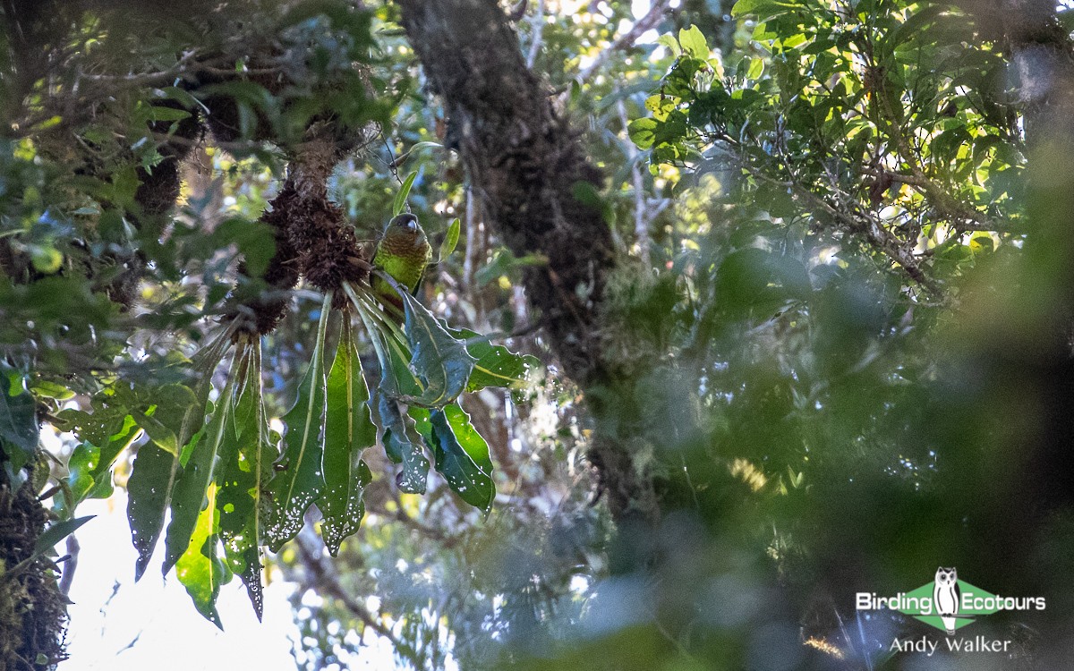 Modest Tiger-Parrot - ML510599451