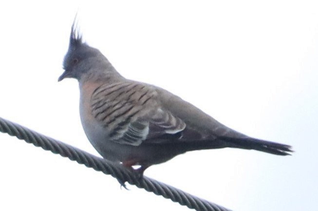 Crested Pigeon - ML510599491