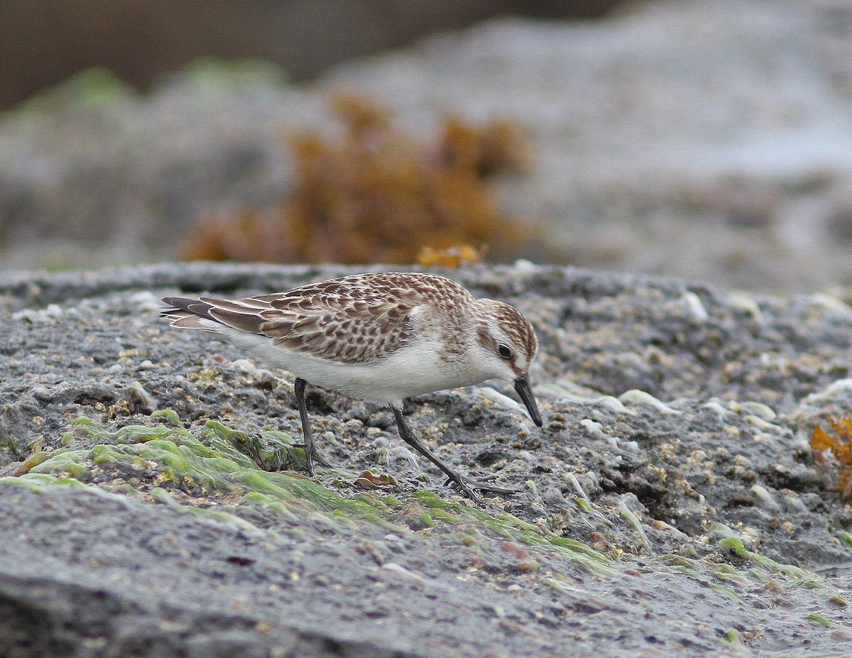 Semipalmated Sandpiper - ML510599781