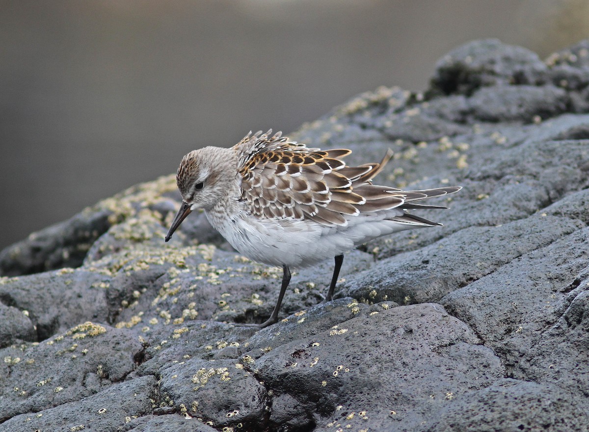 White-rumped Sandpiper - ML510599791