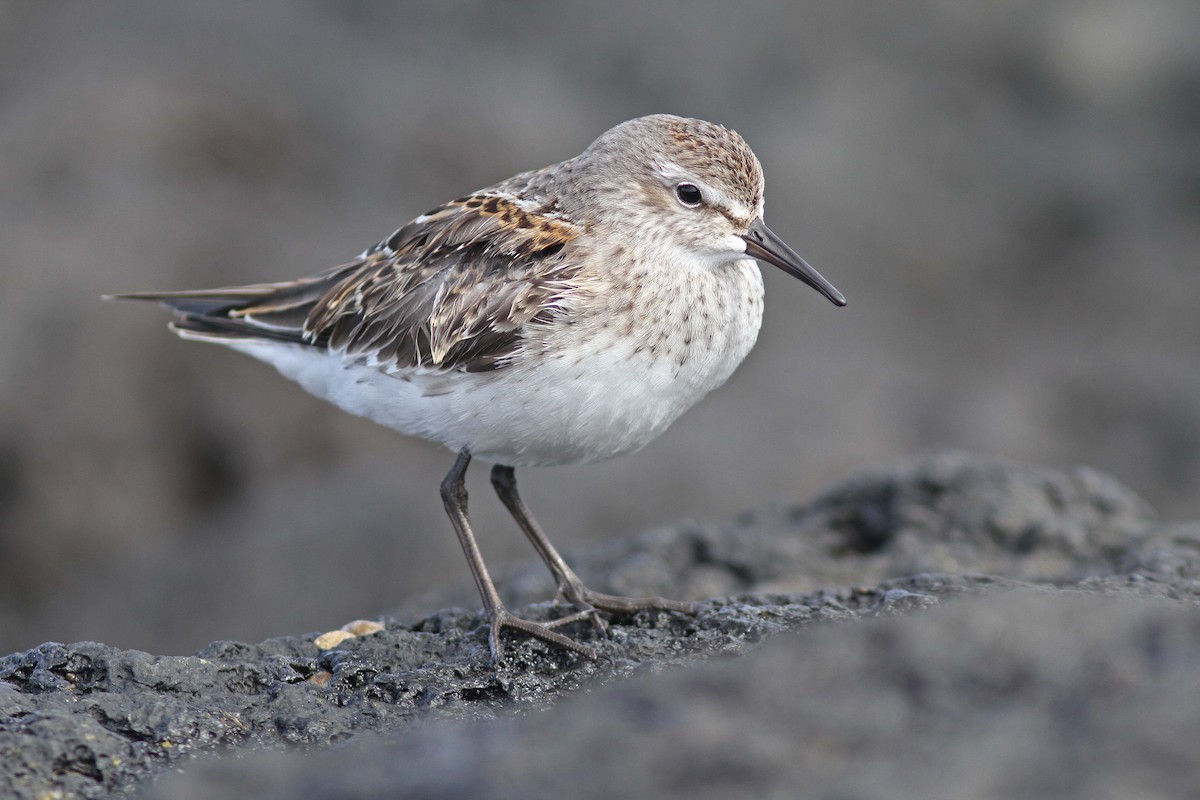 Weißbürzel-Strandläufer - ML510599831