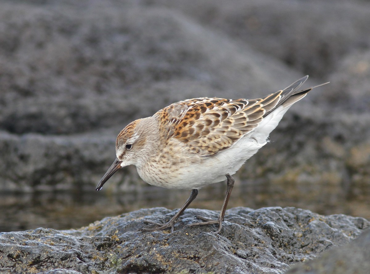 White-rumped Sandpiper - Peter Alfrey