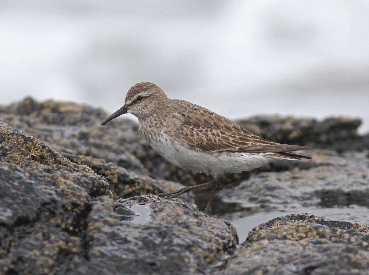 White-rumped Sandpiper - ML510599851