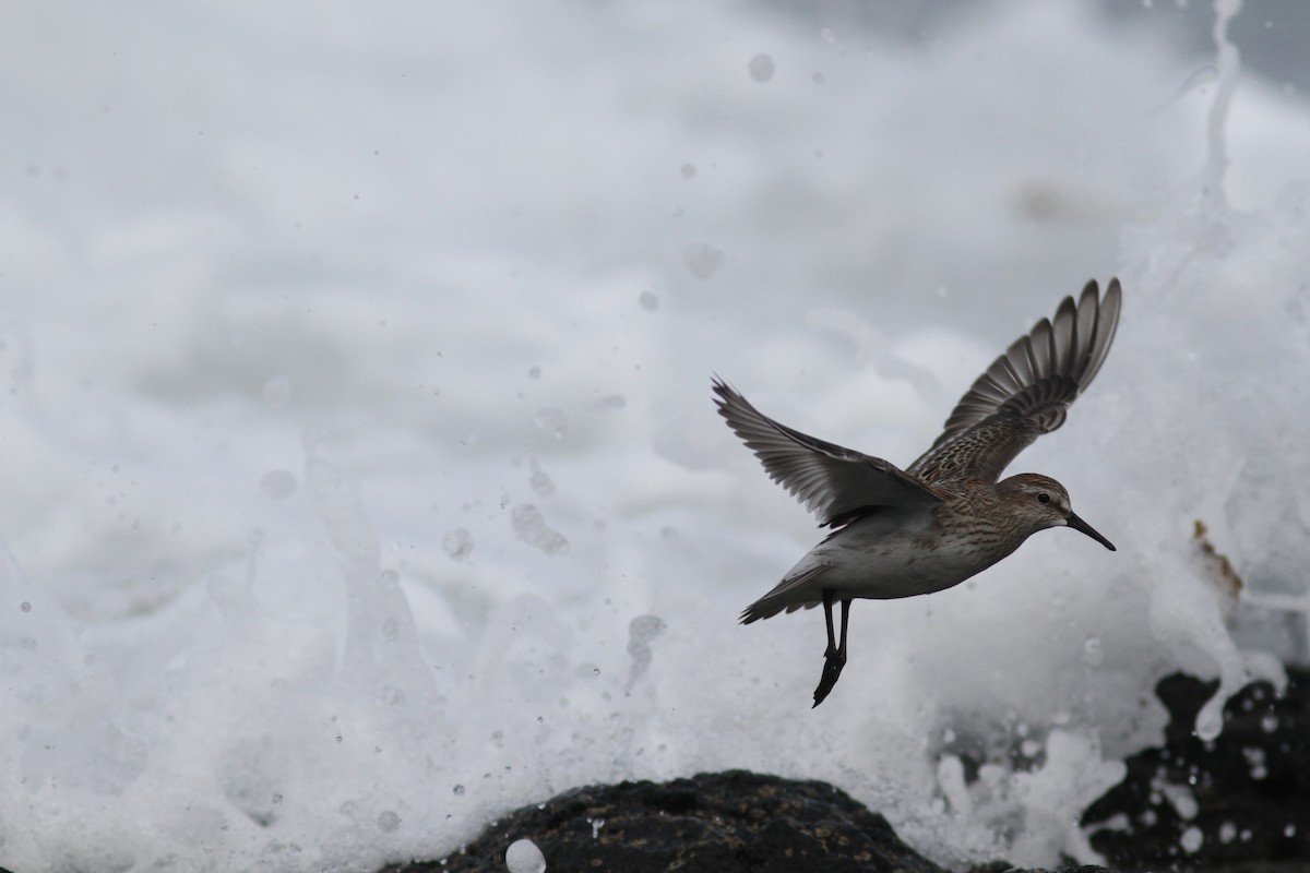 White-rumped Sandpiper - Peter Alfrey