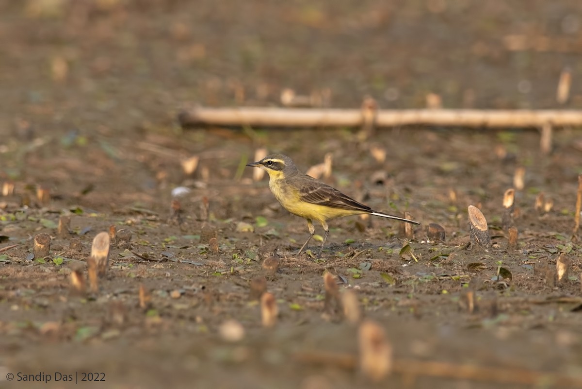 Eastern Yellow Wagtail - Sandip Das