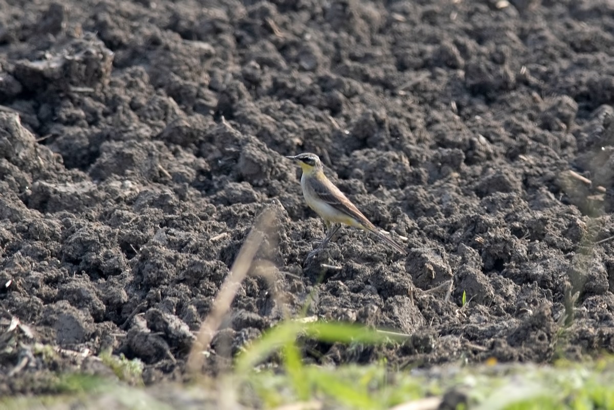 Eastern Yellow Wagtail - ML510599981