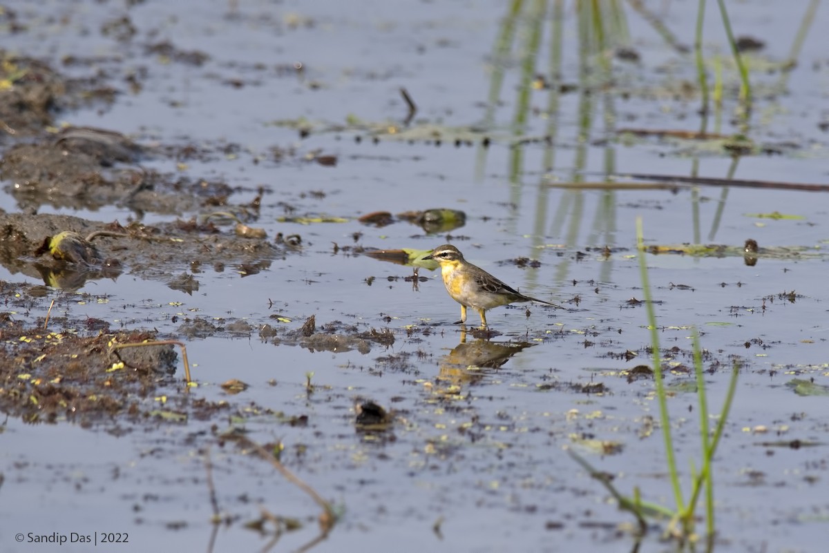 Western Yellow Wagtail - Sandip Das