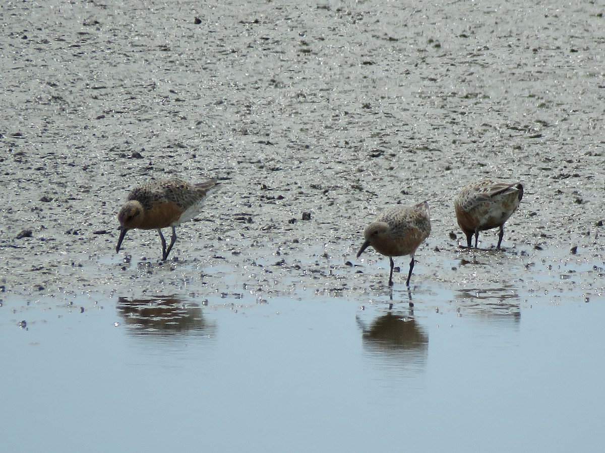 Red Knot - ML510600071