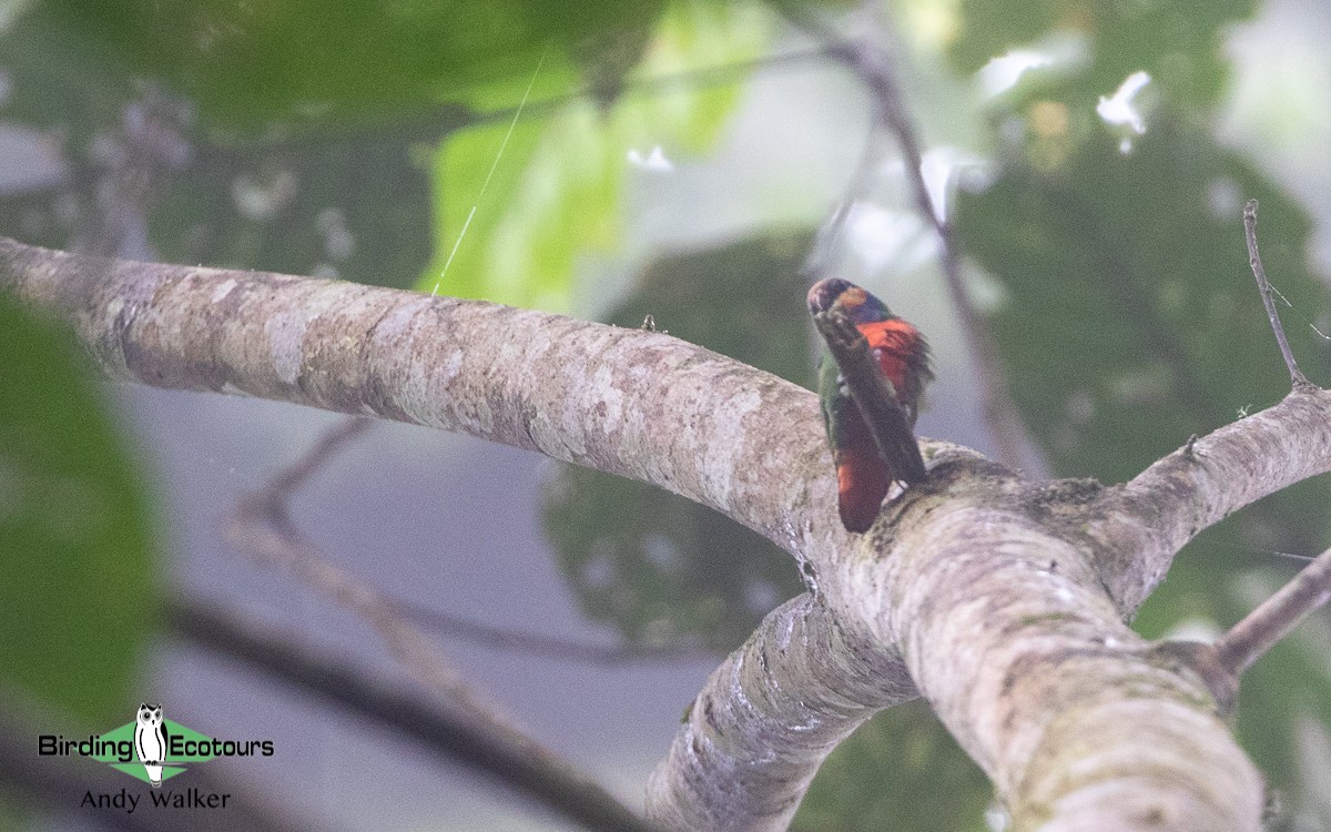 Red-breasted Pygmy-Parrot - Andy Walker - Birding Ecotours