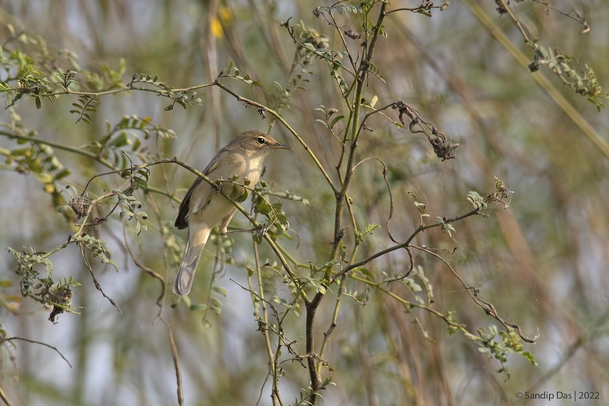 Booted Warbler - Sandip Das