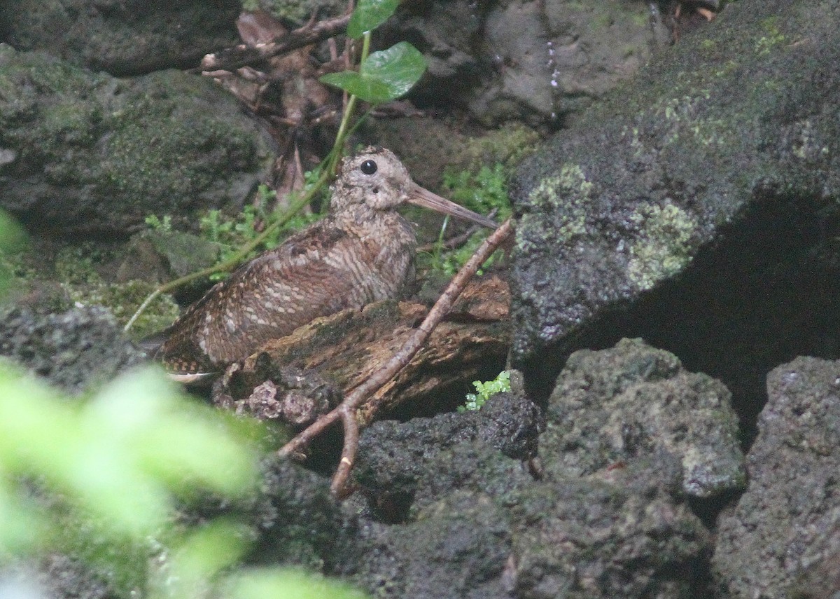 Eurasian Woodcock - ML510601101