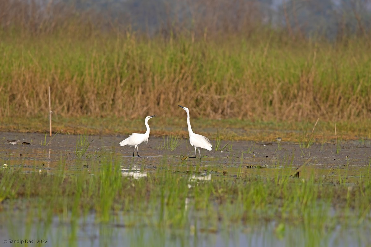 Little Egret - Sandip Das