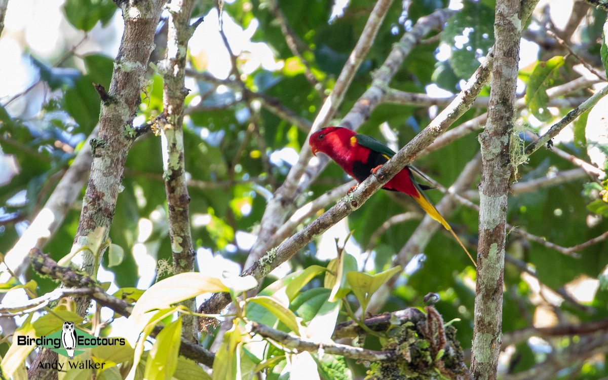 West Papuan Lorikeet - ML510601301