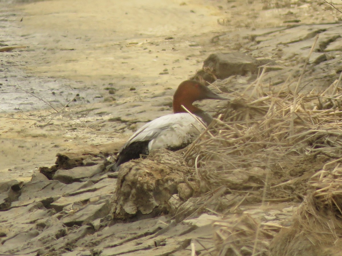 Canvasback - ML510601311