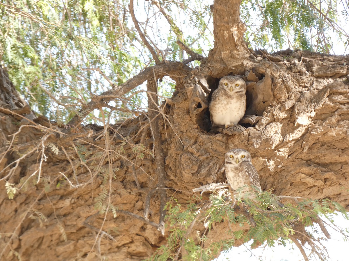 Spotted Owlet - ML510601971