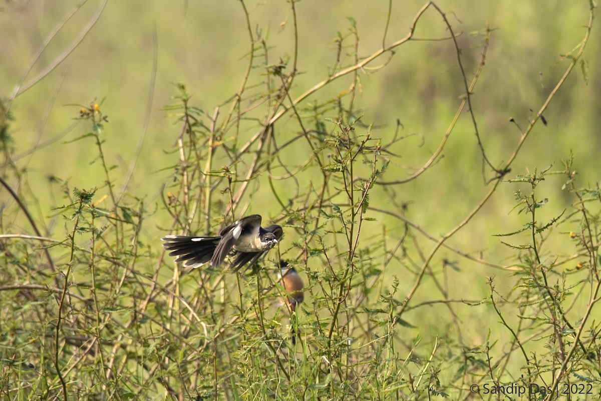 Pied Cuckoo - ML510602071