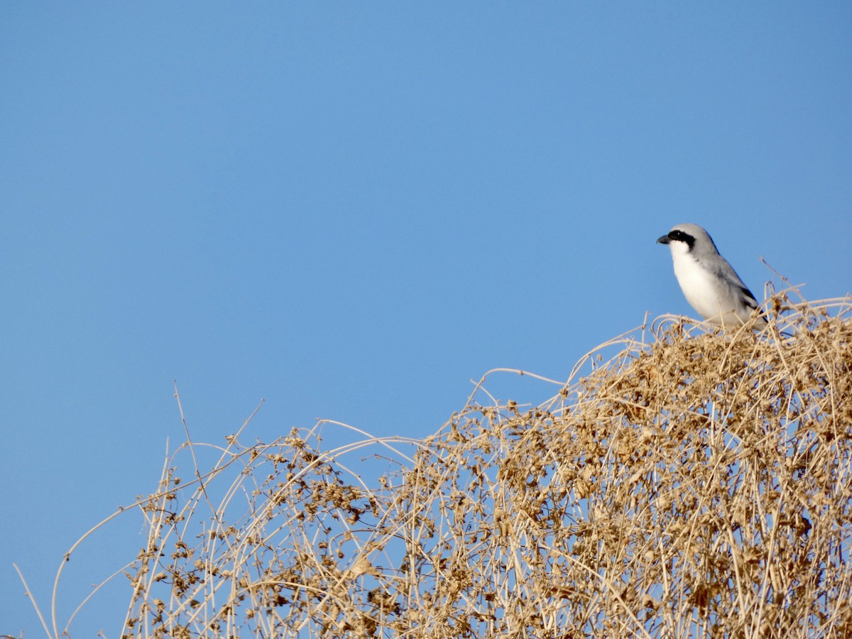 Great Gray Shrike (Indian) - ML510602281