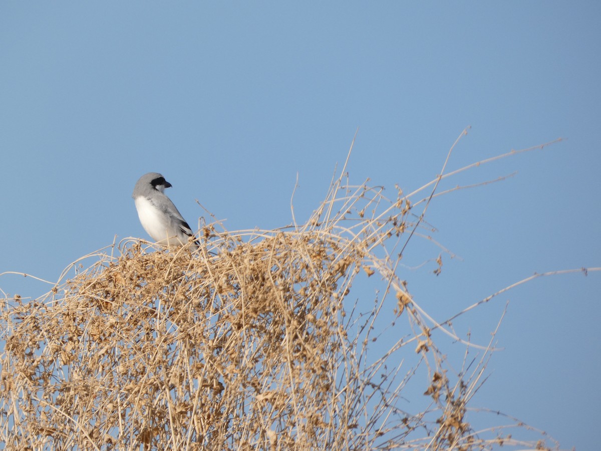 Great Gray Shrike (Indian) - ML510602291