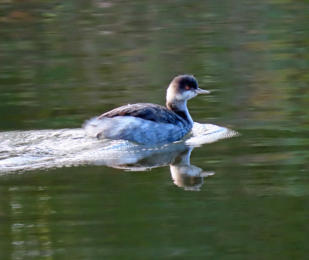 Eared Grebe - ML510602341