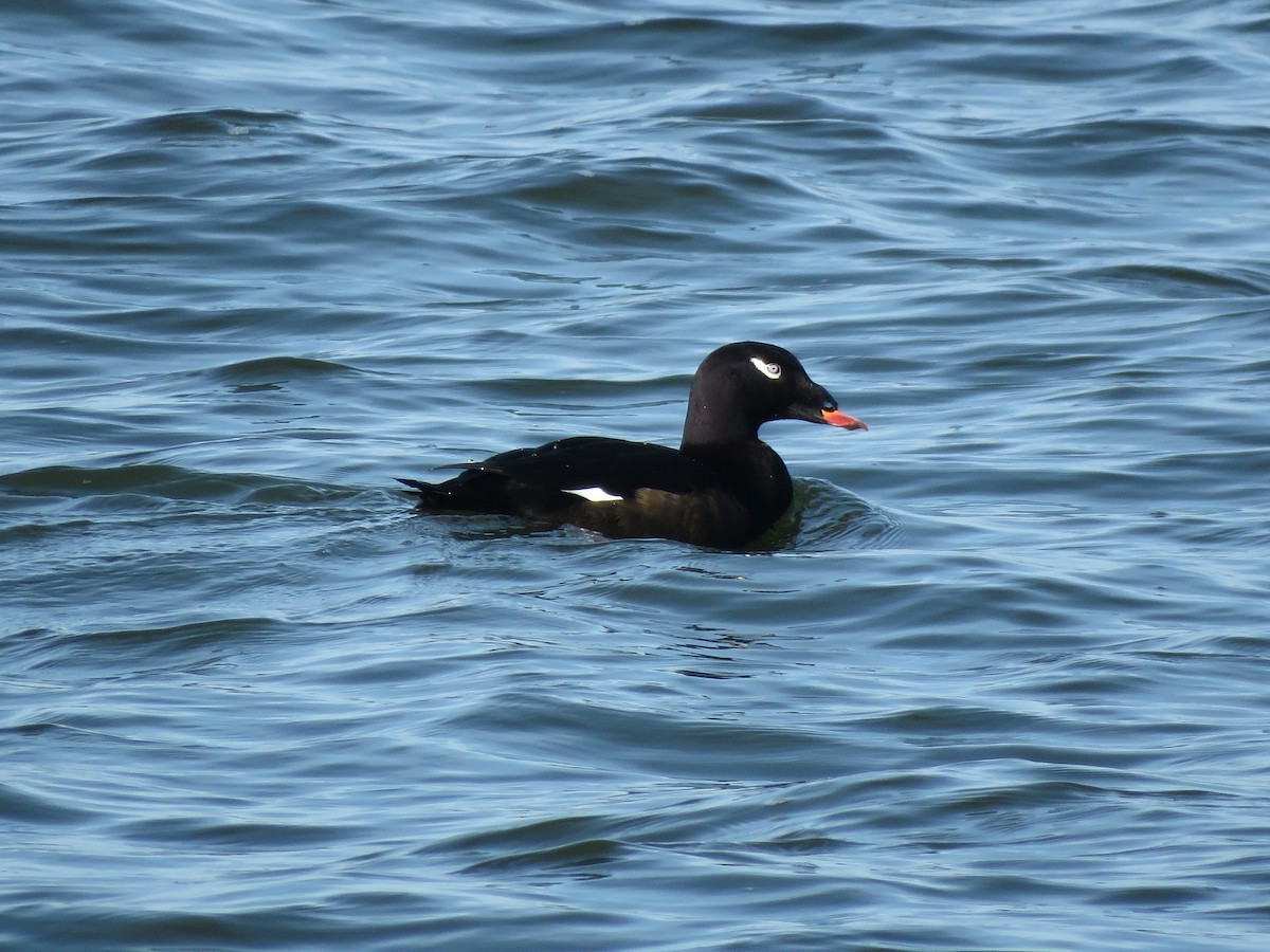 White-winged Scoter - ML510602671