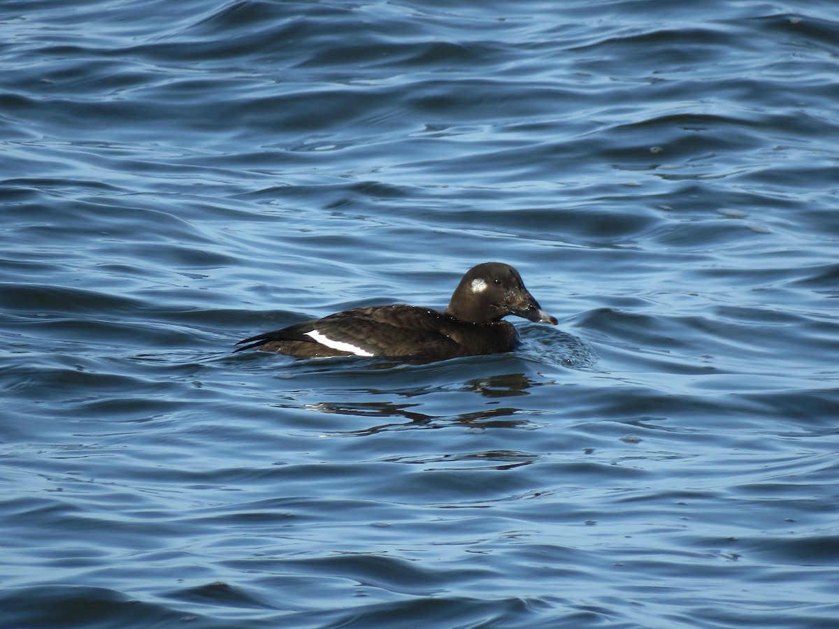 White-winged Scoter - ML510602701