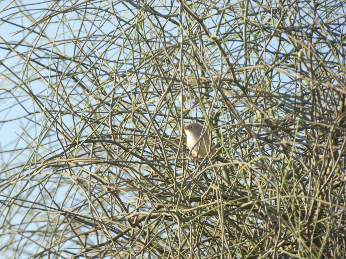 Asian Desert Warbler - ML510602781