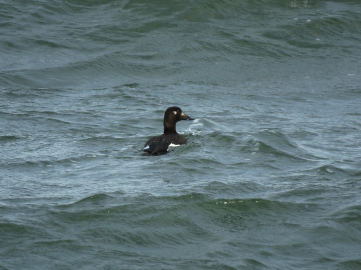 White-winged Scoter - ML510602991