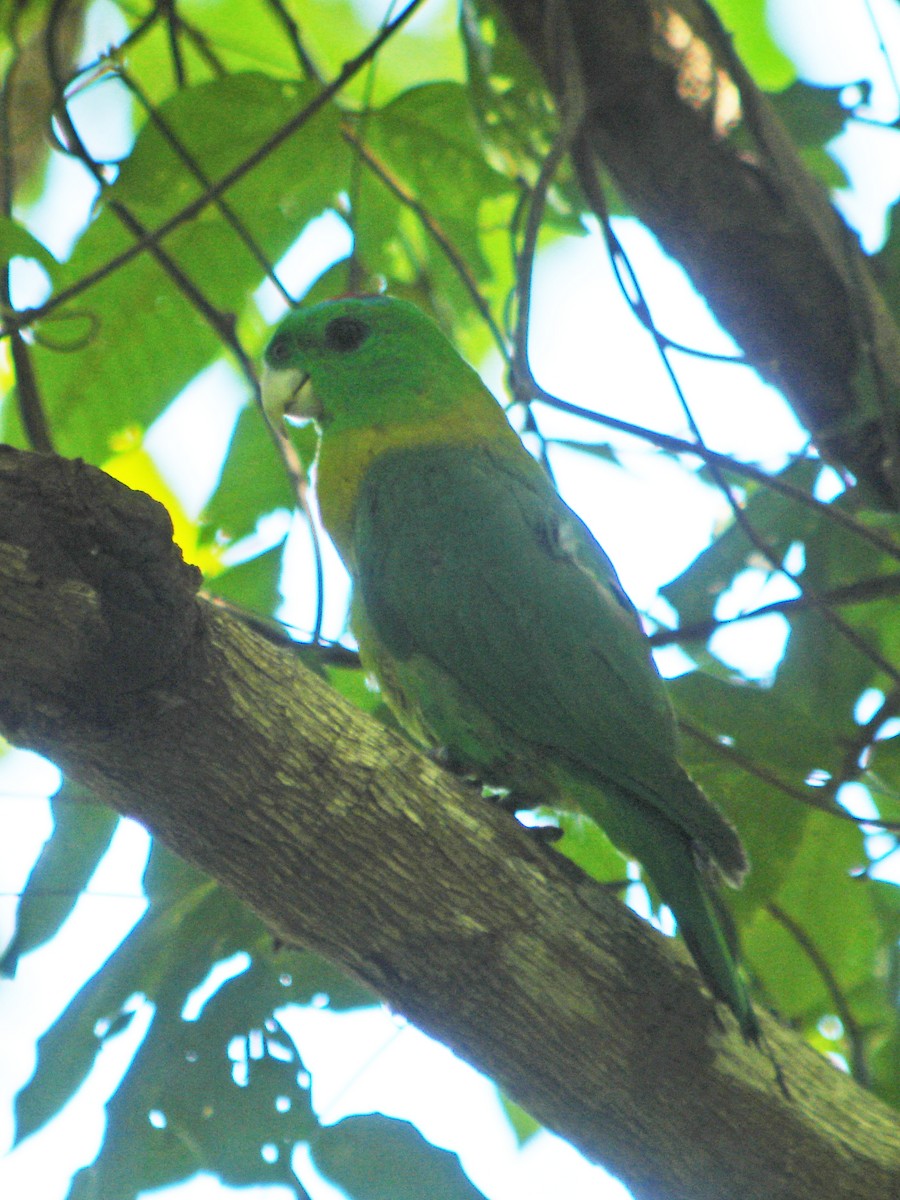 Yellow-breasted Racquet-tail - Mark D. Read